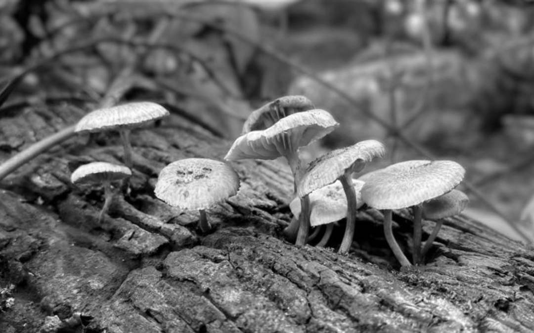 Faz sentido usar métricas da ciência convencional para psicodélicos?
