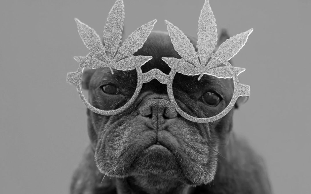 Maconha é bom pra cachorro!